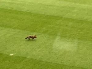 Fox on the outfield day one v Durham